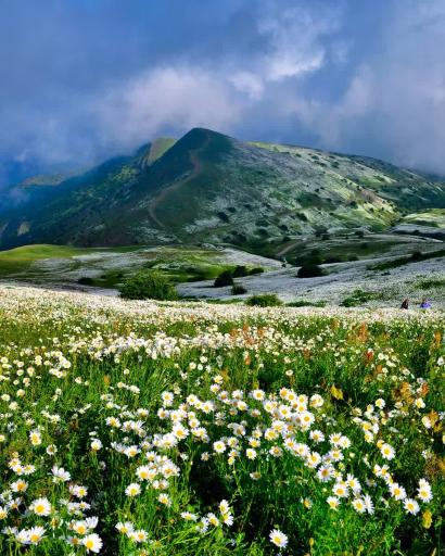 عکس دشت بابونه