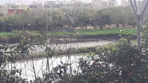 عکس پرورش ماهی فتاحی