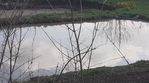 عکس پرورش ماهی فتاحی