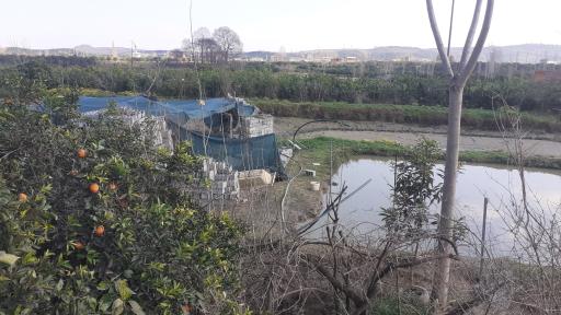 عکس پرورش ماهی فتاحی