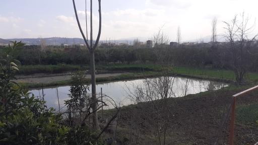 عکس پرورش ماهی فتاحی