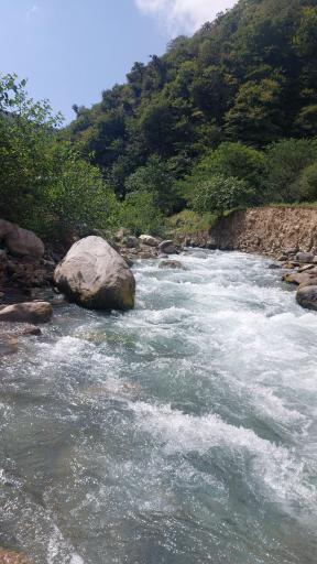 عکس سرواش پشته
