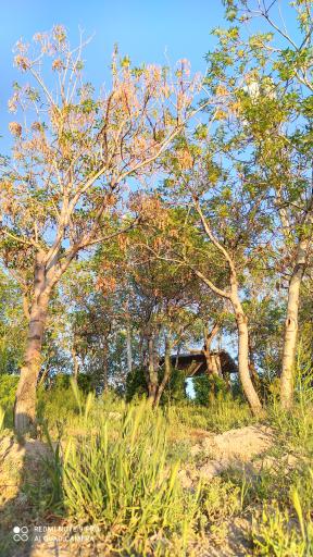 عکس پارک جنگلی صائب تبریزی