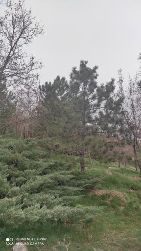 عکس پارک جنگلی صائب تبریزی