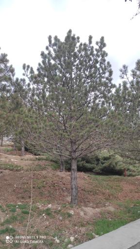 عکس پارک جنگلی صائب تبریزی