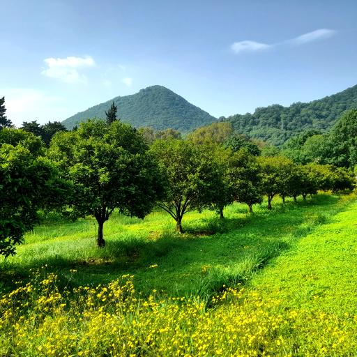 عکس پژوهشکده مرکبات و میوه های نیمه گرمسیری