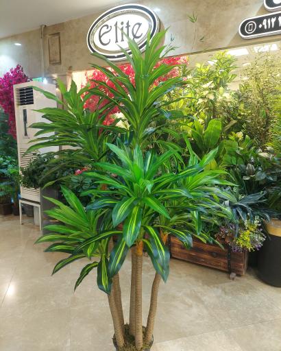 عکس گالری الیت