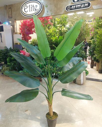 عکس گالری الیت