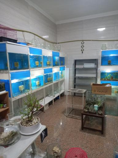 عکس آکواریوم فیش لند