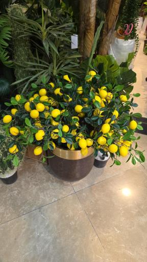 عکس گالری الیت