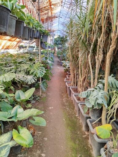 عکس گلخانه دشت سبز آمل