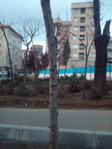 عکس فضای سبز