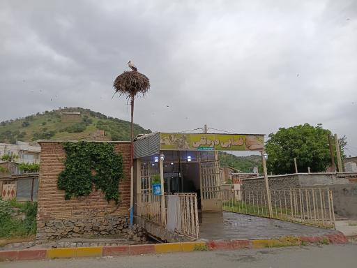 عکس لانه لک لک ها