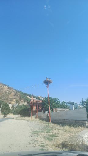 عکس لانه لک لک ها