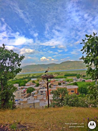 عکس لانه لک لک ها