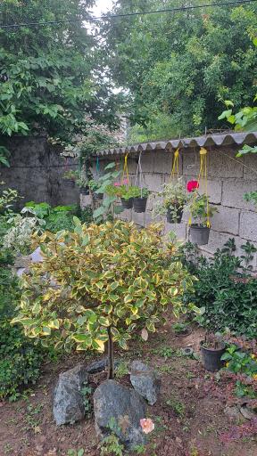 عکس گلباغ ماهونیا 