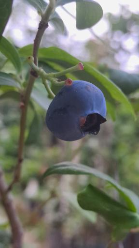 عکس گلباغ ماهونیا 