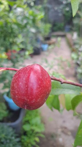 عکس گلباغ ماهونیا 