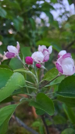 عکس گلباغ ماهونیا 