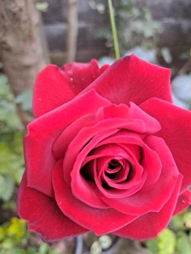 عکس گلباغ ماهونیا 