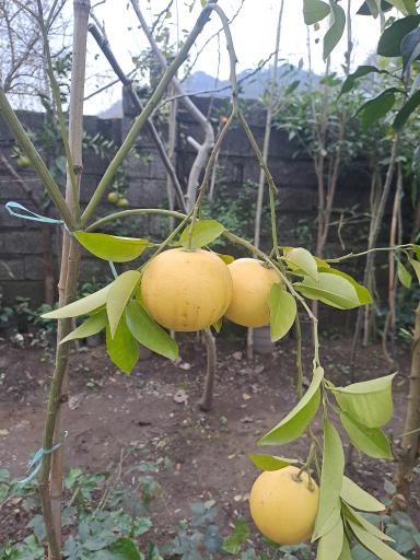 عکس گلباغ ماهونیا 