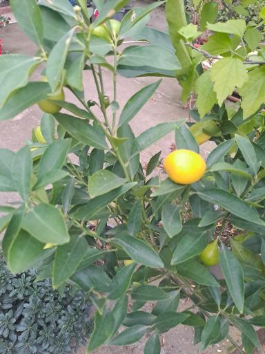 عکس گلباغ ماهونیا 