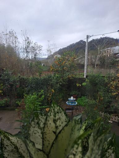 عکس گلباغ ماهونیا 