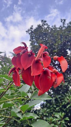 عکس گلباغ ماهونیا 