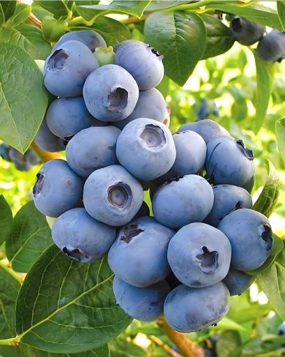 عکس گلباغ ماهونیا 