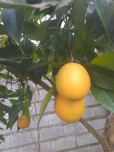 عکس گلباغ ماهونیا 