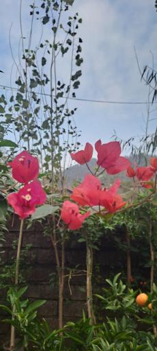 عکس گلباغ ماهونیا 