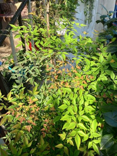 عکس گلباغ ماهونیا 