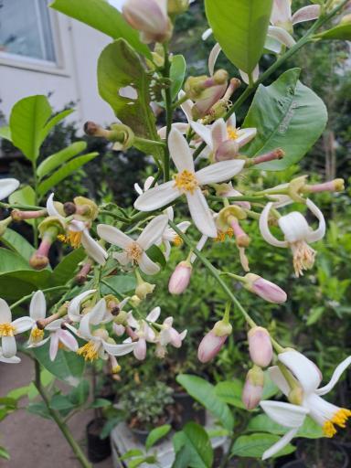 عکس گلباغ ماهونیا 