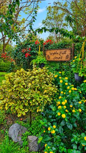عکس گلباغ ماهونیا 