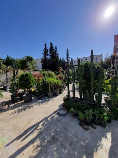 عکس گل فروشی لوتوس