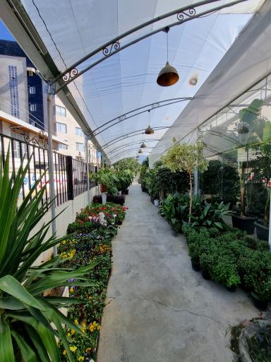 عکس گل فروشی لوتوس