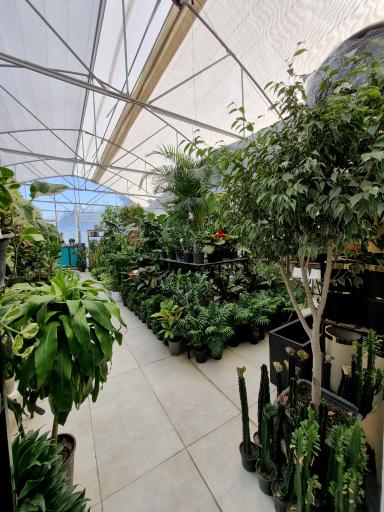 عکس گل فروشی لوتوس