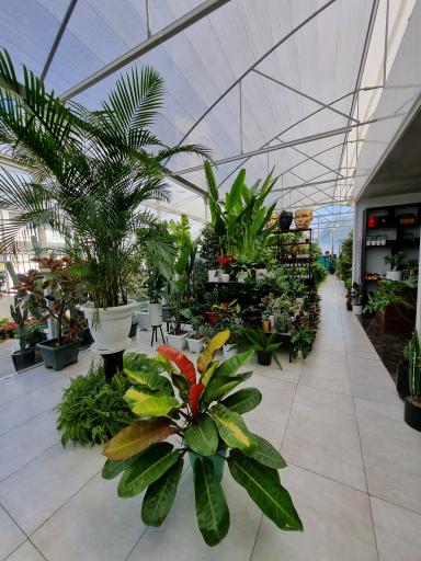 عکس گل فروشی لوتوس