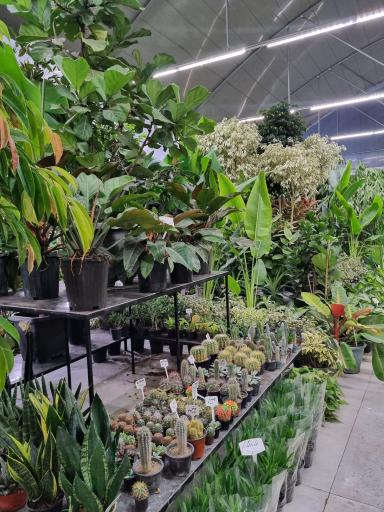 عکس گل فروشی لوتوس