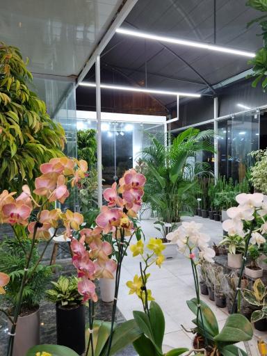 عکس گل فروشی لوتوس