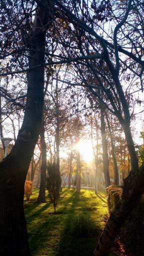 عکس بوستان پردیس قائم