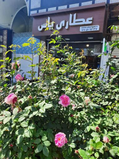 عکس عطاری یاس