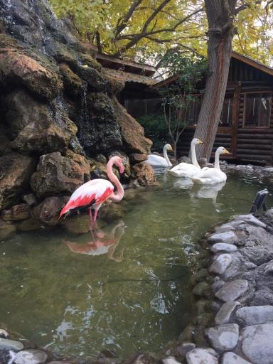 عکس باغ رستوران حلما