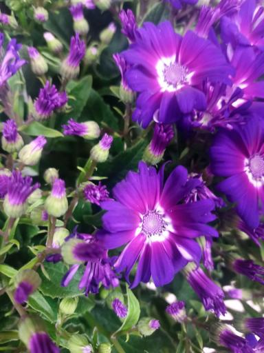 عکس گل فروشی نرگس