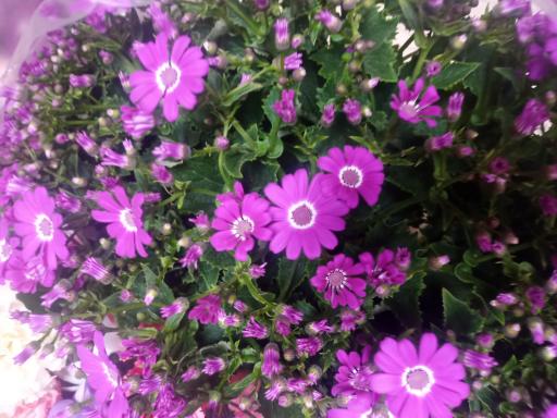 عکس گل فروشی نرگس