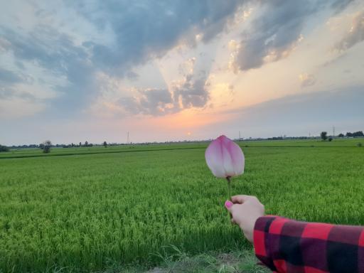 عکس تالاب نیلوفر رودبست