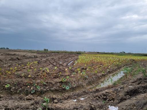 عکس تالاب نیلوفر رودبست