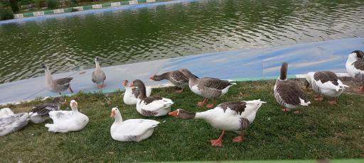 عکس پارک عسل