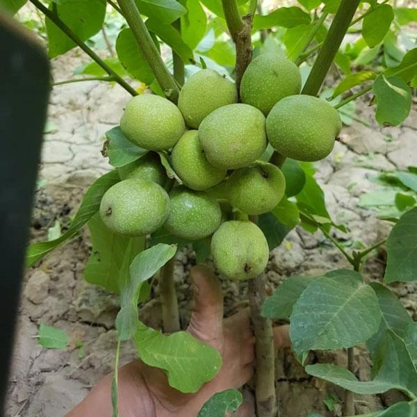 عکس نهالستان نهال گردو خوشه ای ژنوتیپ