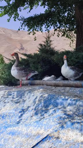 عکس پارک عسل